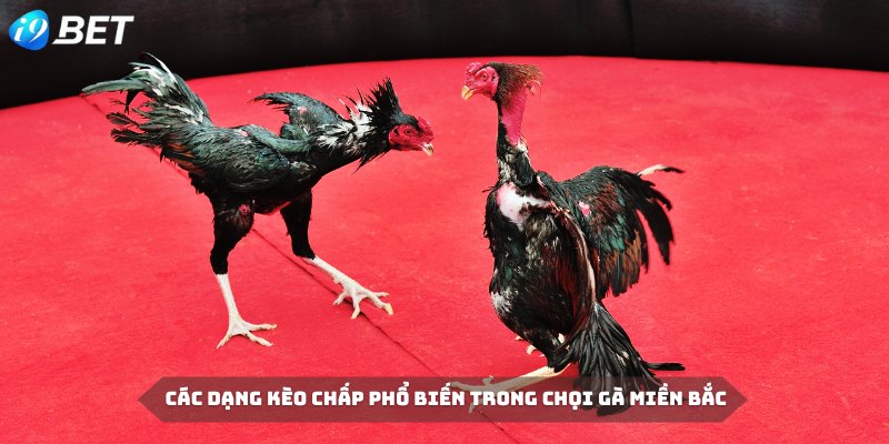 Các dạng kèo phổ biến trong luật chấp gà chọi miền Bắc tại I9BET