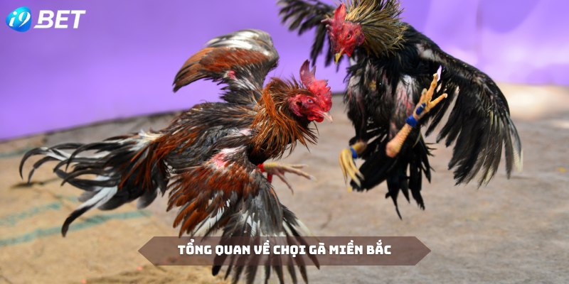 Chọi gà miền Bắc là bộ môn thú vị tại I9BET