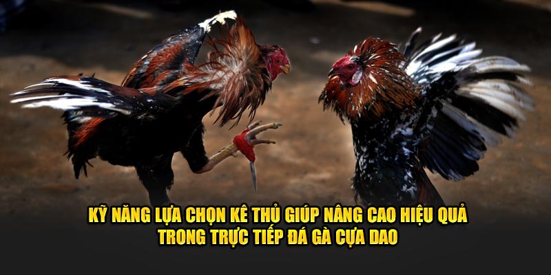 Kỹ năng lựa chọn kê thủ giúp nâng cao hiệu quả trong trực tiếp đá gà cựa dao