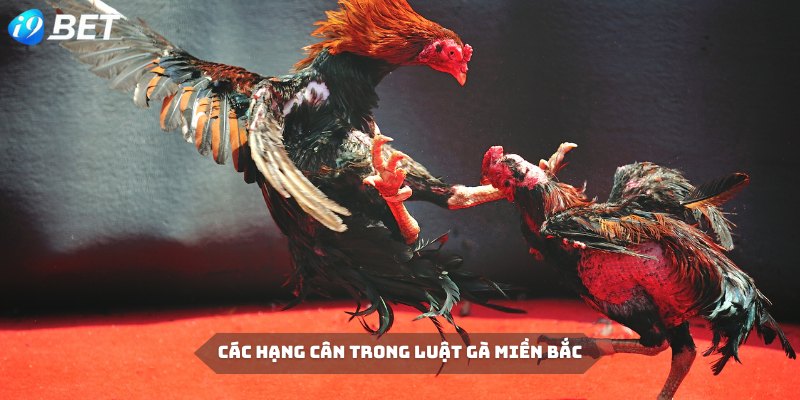Luật chấp chọi gà miền Bắc phân chia các hạng cân cụ thể