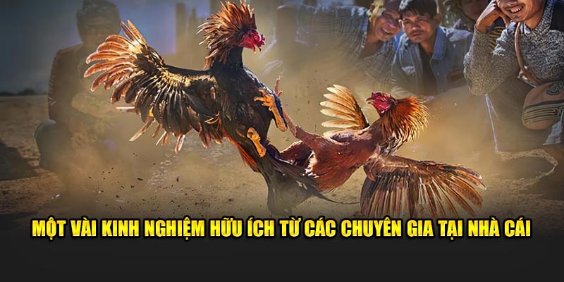 Một vài kinh nghiệm hữu ích từ các chuyên gia tại nhà cái