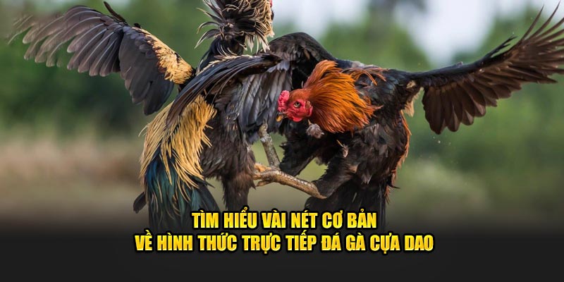 Tìm hiểu vài nét cơ bản về hình thức trực tiếp đá gà cựa dao